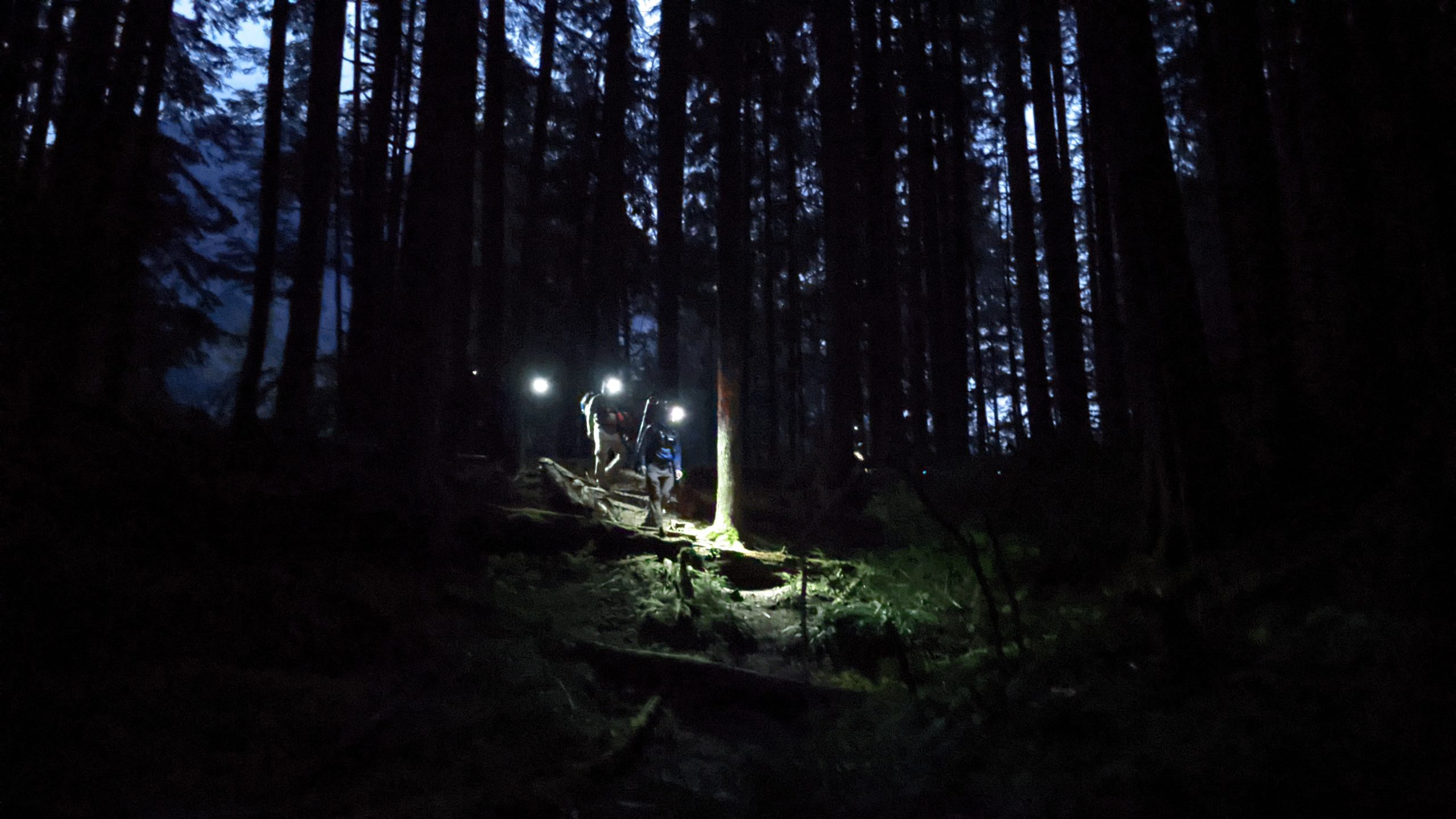 Rescuers hike through the forest at night using headlamps to shine the way.